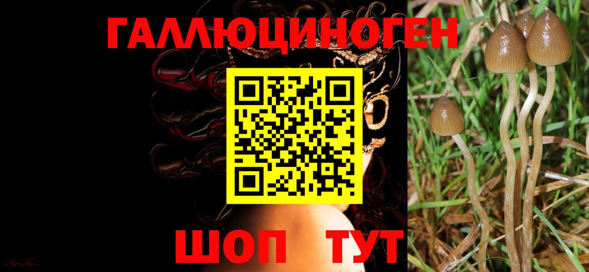 Галлюциногенные грибы Psilocybe Железноводск